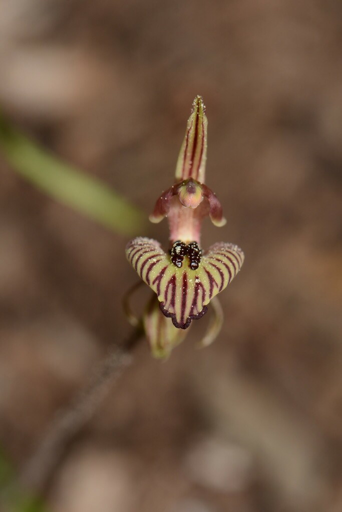 Zebra Orchid from Gibson WA 6448, Australia on August 30, 2023 at 04:44 ...