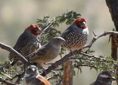 Red-Headed Finch photo 4
