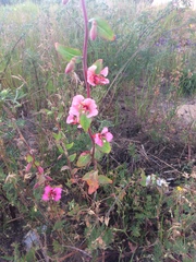 Clarkia unguiculata