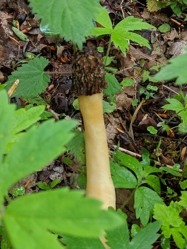 Bohemiškasis aukšliavarpis nuotrauka