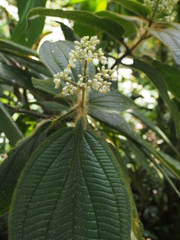 Miconia conosetosa