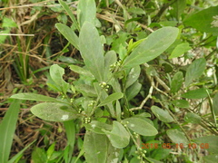Suregada aequorea