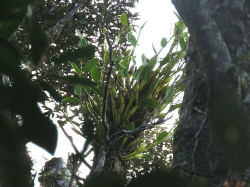 Dendrobium comatum observed 2024-02-29