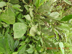 Suregada aequorea