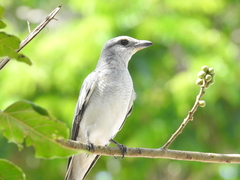 Javan Cuckooshrike photo 3