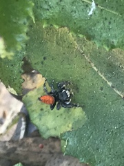 Phidippus phoenix