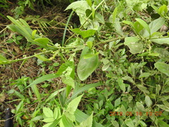 Suregada aequorea