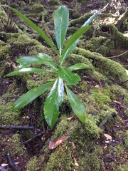 Anopterus glandulosus