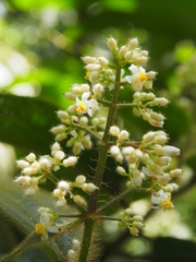 Miconia conosetosa