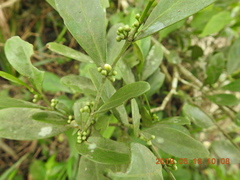 Suregada aequorea