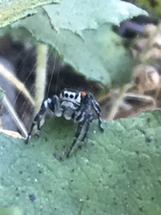 Phidippus phoenix
