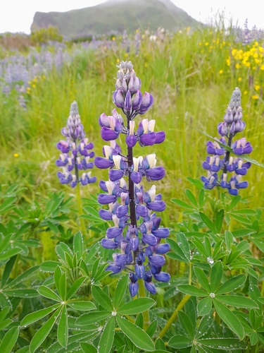 Lupinus nootkatensis iNat (3)