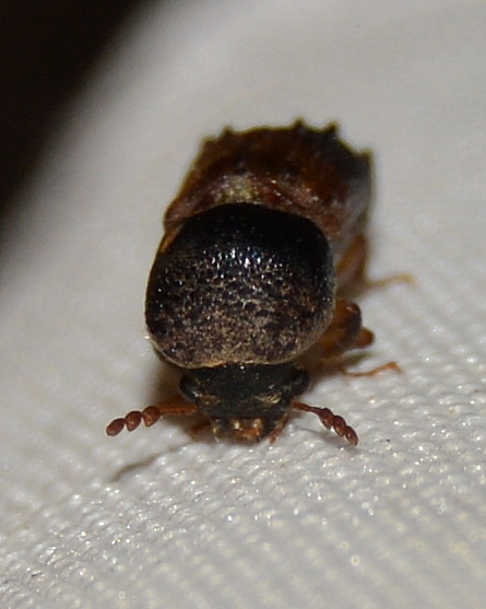 Plioxylion plurispinis