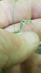 Poa autumnalis