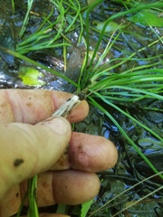 Isoetes melanopoda