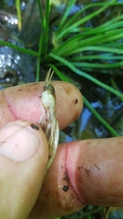 Isoetes melanopoda