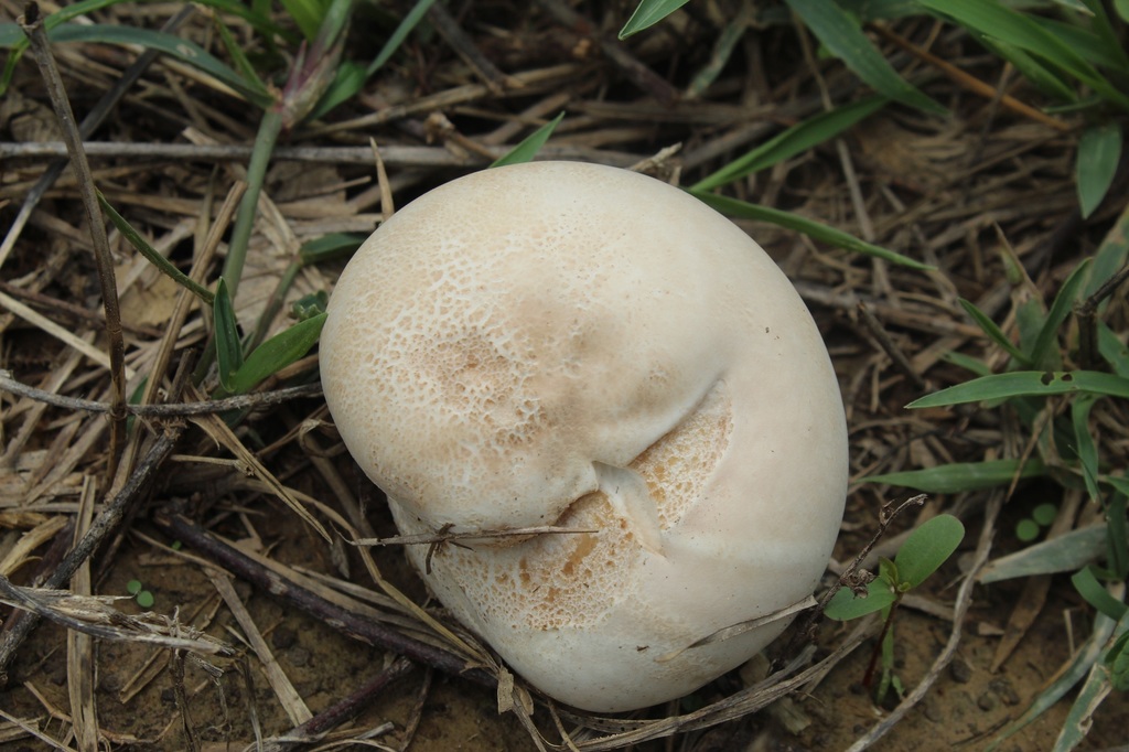 Calvatia · April 2019 · photo: © nicolasr (iNaturalist, cc-by)