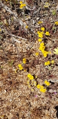 Eriophyllum wallacei
