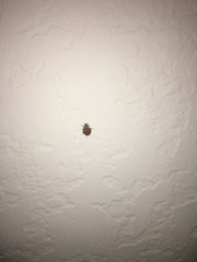 Harmonia axyridis