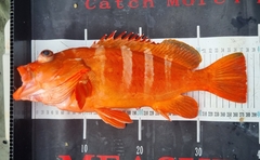 Red-Tipped Grouper photo 2