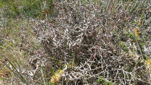 Crassula ammophila
