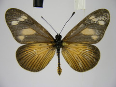 Acraea lycoa