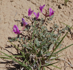 Astragalus missouriensis