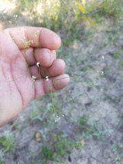 Spermolepis diffusa