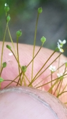 Spermolepis diffusa