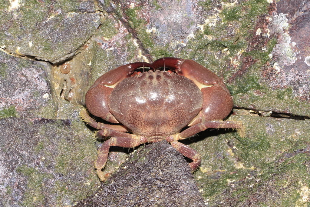 Maroon Stone Crab