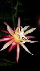 Selenicereus anthonyanus