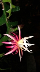 Selenicereus anthonyanus