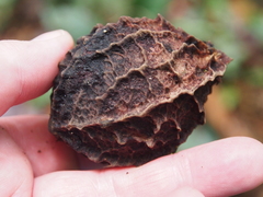 Calatola costaricensis