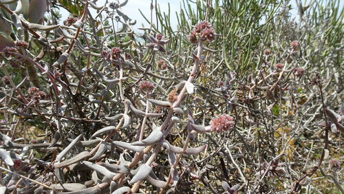 Crassula ammophila