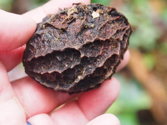 Calatola costaricensis