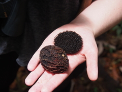 Calatola costaricensis