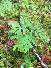 Dicentra formosa