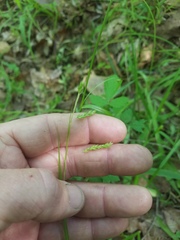 Carex oxylepis