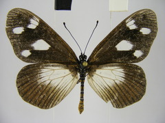 Acraea lycoa