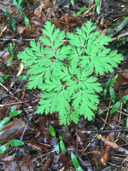 Dicentra formosa