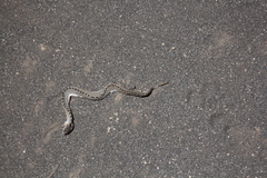 Crotalus triseriatus