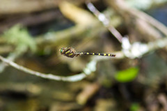 Cordulegaster bilineata