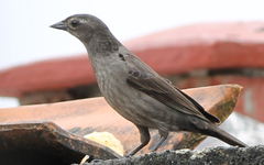 Molothrus bonariensis