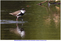 Erythrogonys cinctus
