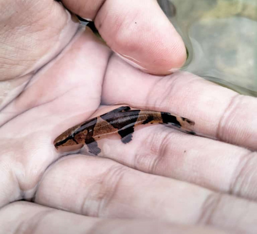 Marbled hillstream loach (Homaloptera parclitella) — Balitoridae — 3