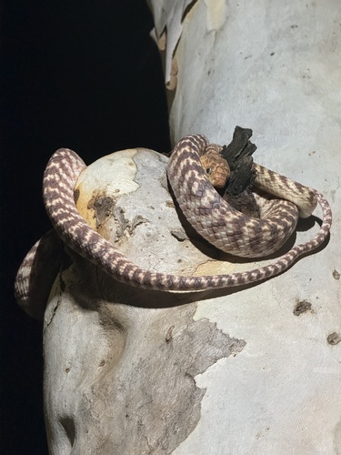 Brown Tree Snake sighting