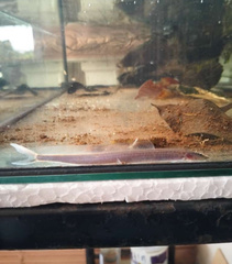 Forktail Loach photo 5