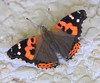 Indian Red Admiral - Photo (c) Les Day, some rights reserved (CC BY-NC), uploaded by Les Day