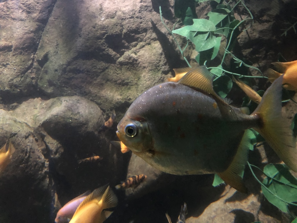 Upland Pacus