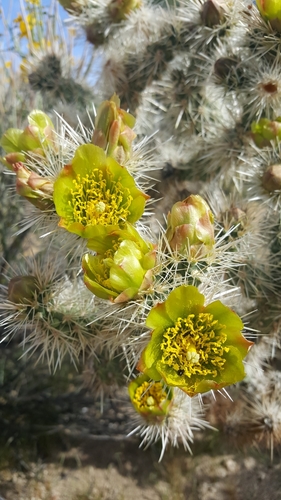 Silver Cholla